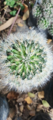 Foto de Mammillaria bocasana é conhecida popularmente como "Cacto-pulga"