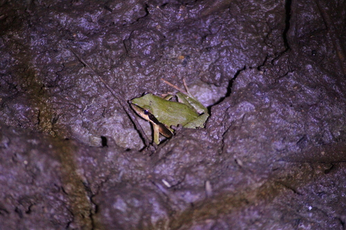 Braun’s Dwarf Frog