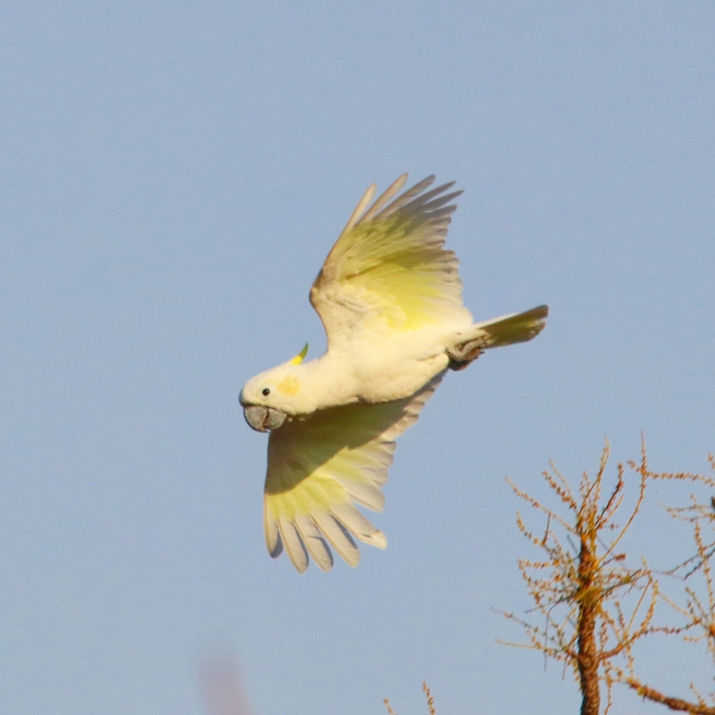 小葵花鳳頭鸚鵡(Cacatua sulphurea) · 愛自然-臺灣(iNaturalist Taiwan)