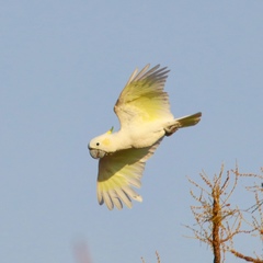 Yellow-Crested Cockatoo photo 3