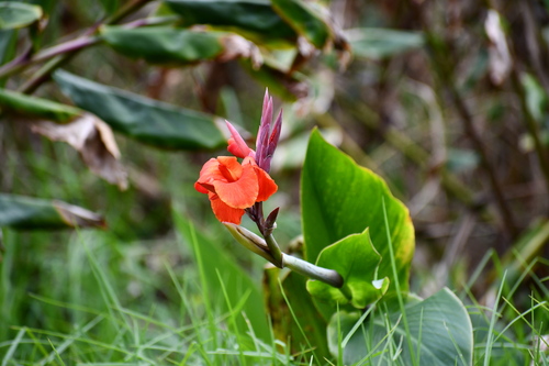 Canna hybrida observed 2025-02-08