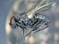 Hydrotaea albipuncta