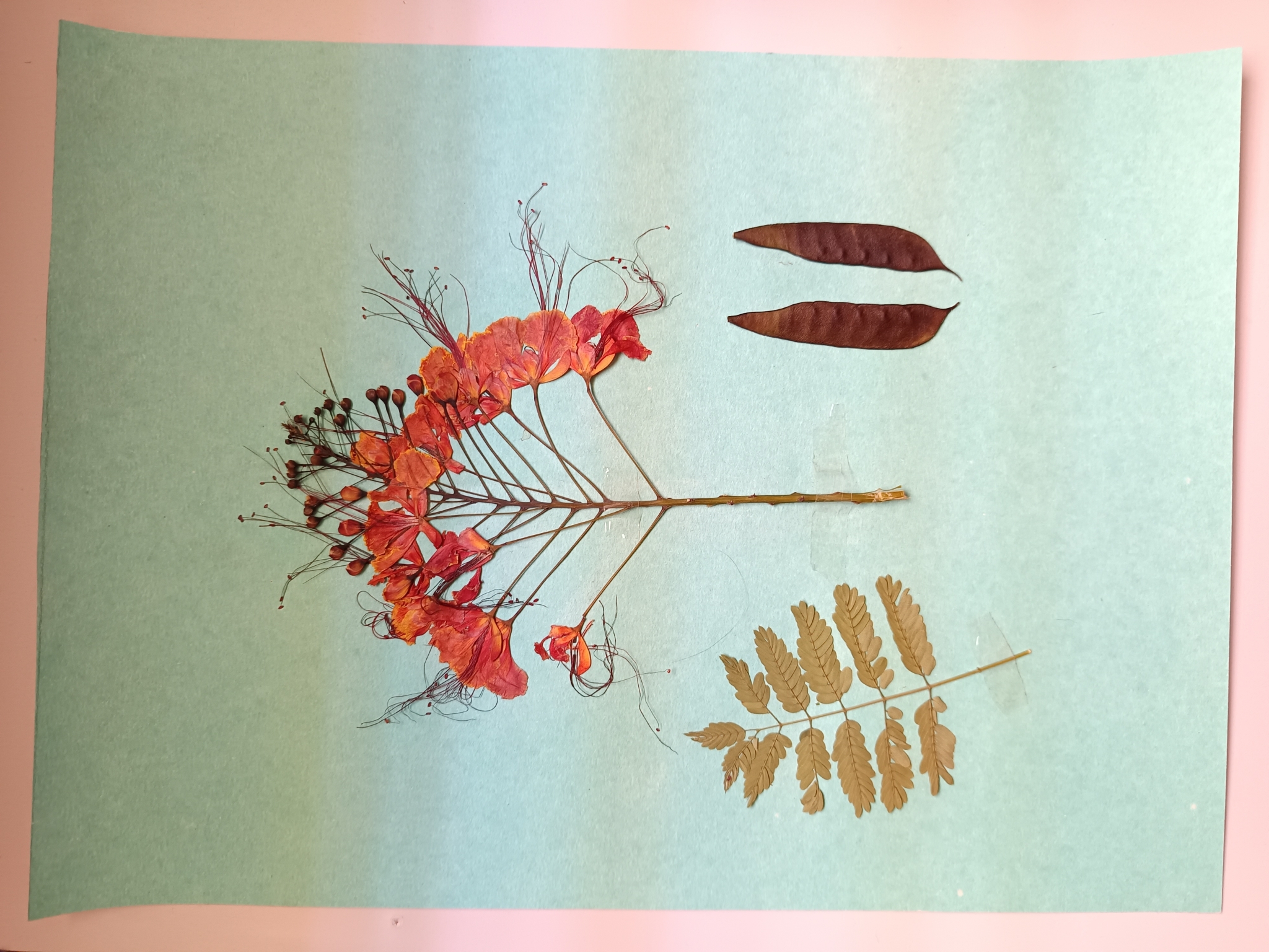 Caesalpinia pulcherrima