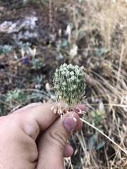 Allium