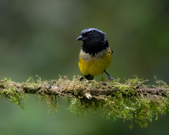 Buff-Breasted Mountain-Tanager photo 2