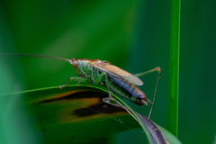 Conocephalus dorsalis