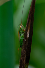 Conocephalus dorsalis