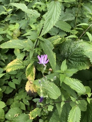 Cicerbita macrophylla uralensis
