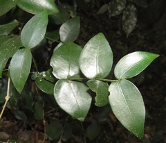 Carissa bispinosa