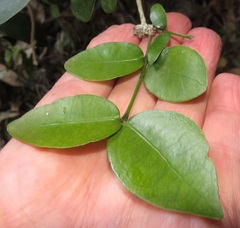 Carissa bispinosa