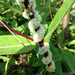 Rope Dodder - Photo (c) eplonka1, some rights reserved (CC BY-NC), uploaded by eplonka1