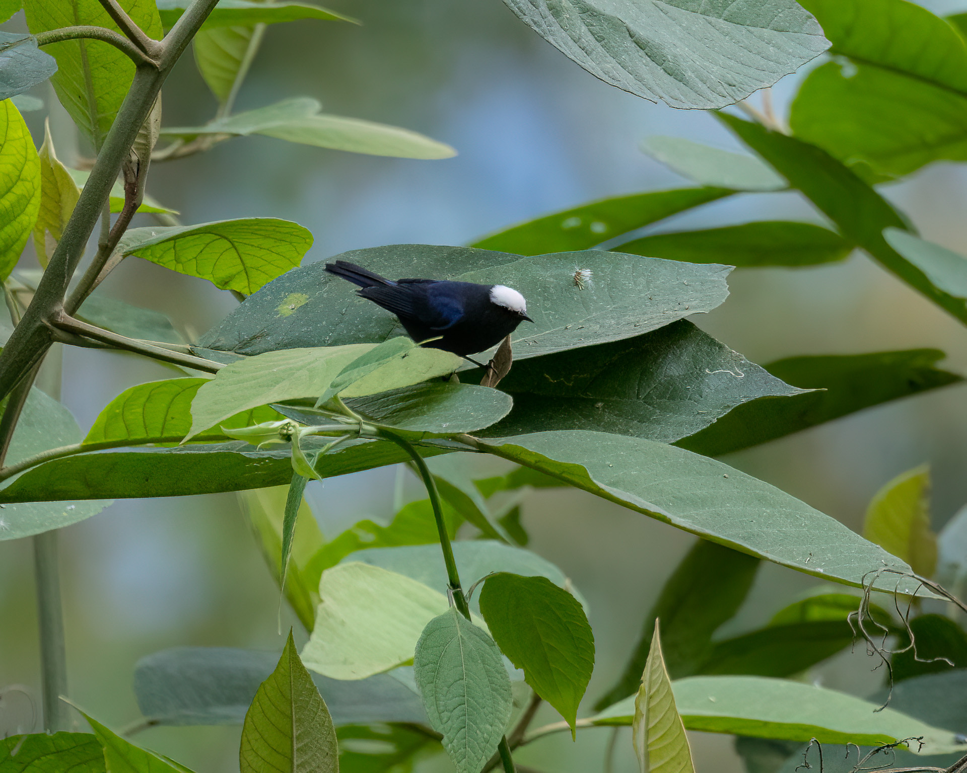 Capped Conebill (Conirostrum albifrons), photo 3