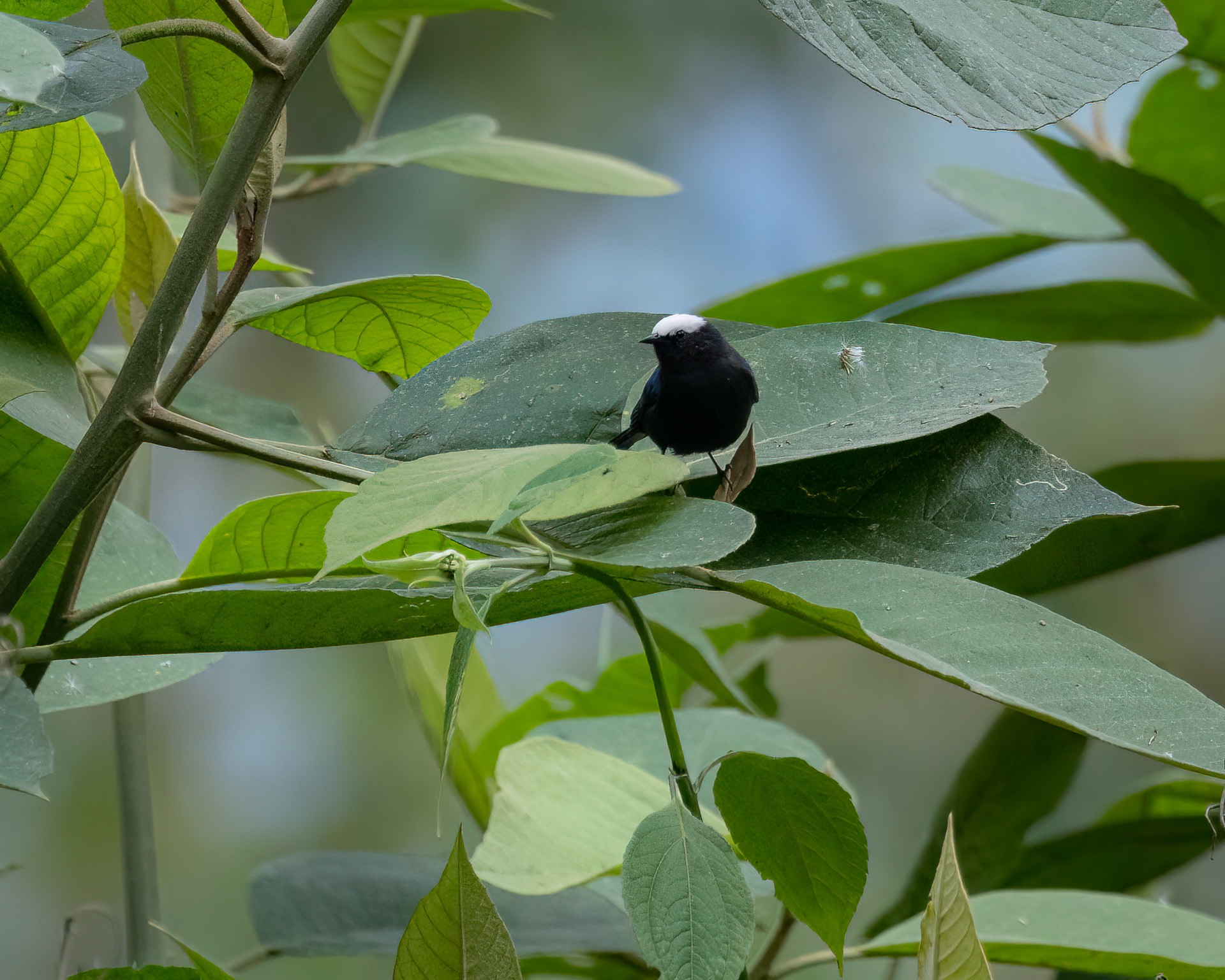 Capped Conebill (Conirostrum albifrons), photo 4