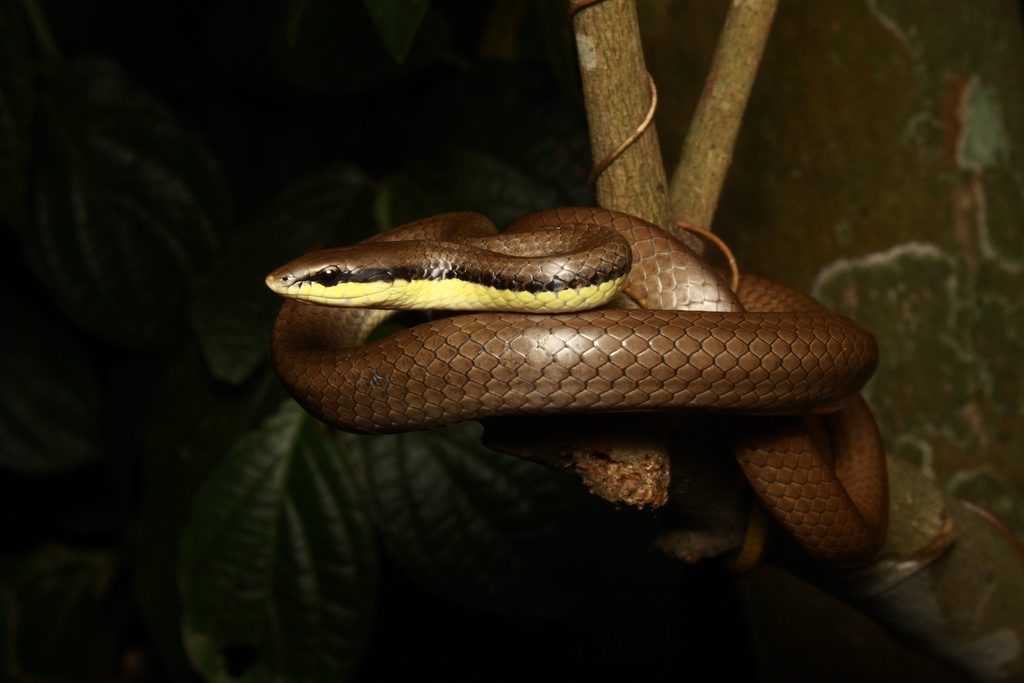 Malayan Ringneck