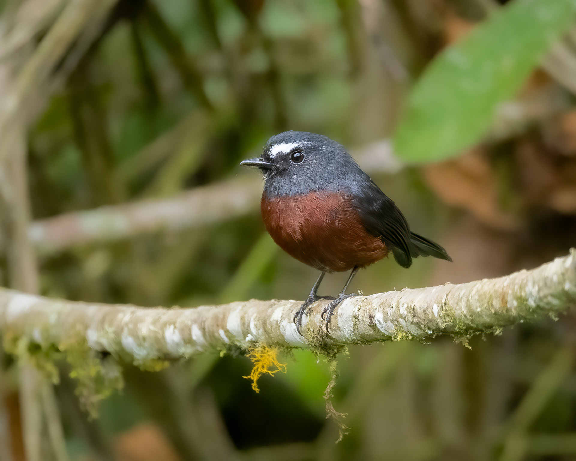 Slaty-backed Chat-Tyrant (Ochthoeca cinnamomeiventris), photo 4