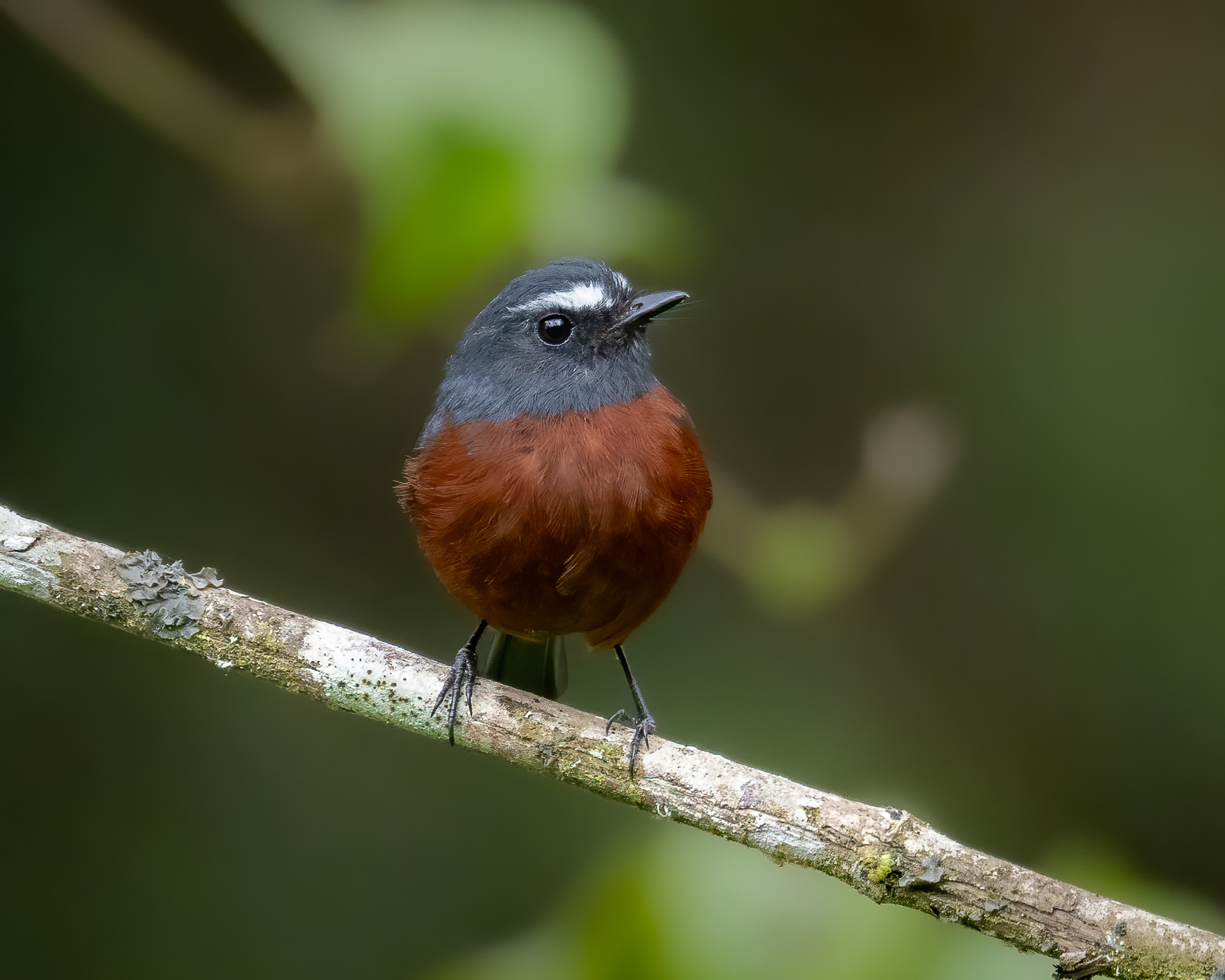 Slaty-backed Chat-Tyrant (Ochthoeca cinnamomeiventris), photo 5