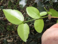 Carissa bispinosa