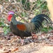 Green Junglefowl - Photo (c) mwbirdco, some rights reserved (CC BY-NC), uploaded by mwbirdco