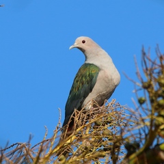 Green Imperial Pigeon photo 3