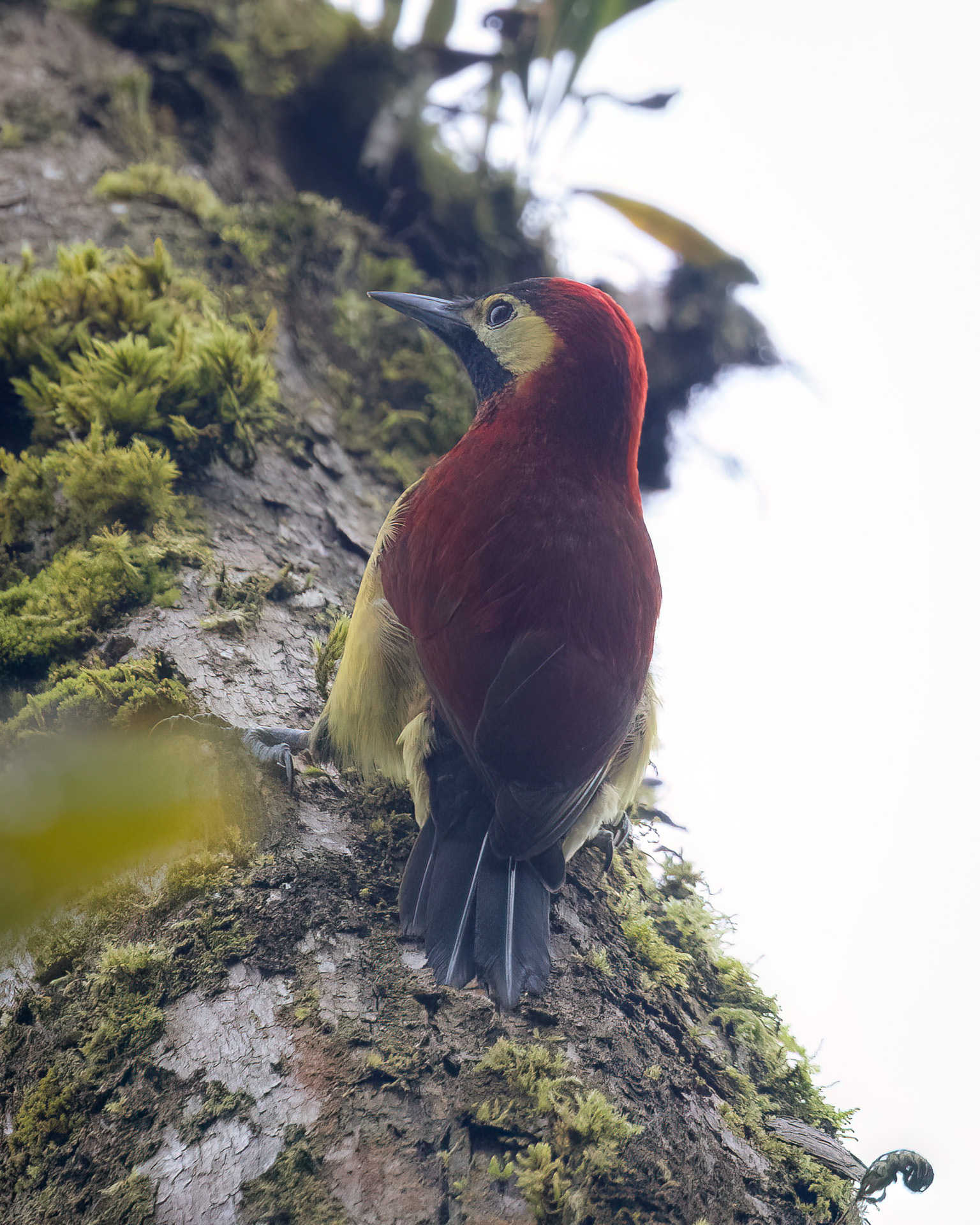 Crimson-mantled Woodpecker (Colaptes rivolii), photo 8