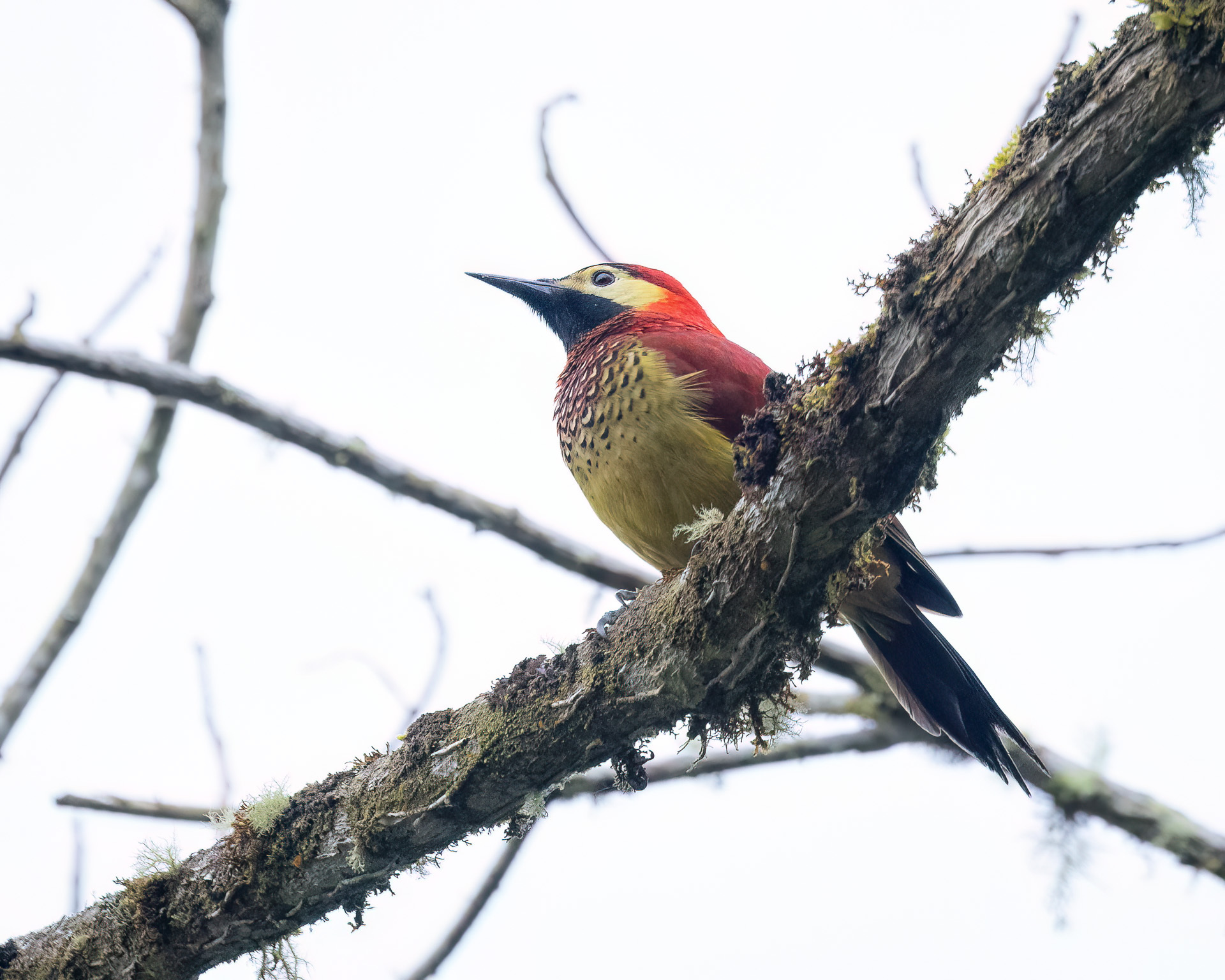 Crimson-mantled Woodpecker (Colaptes rivolii), photo 9