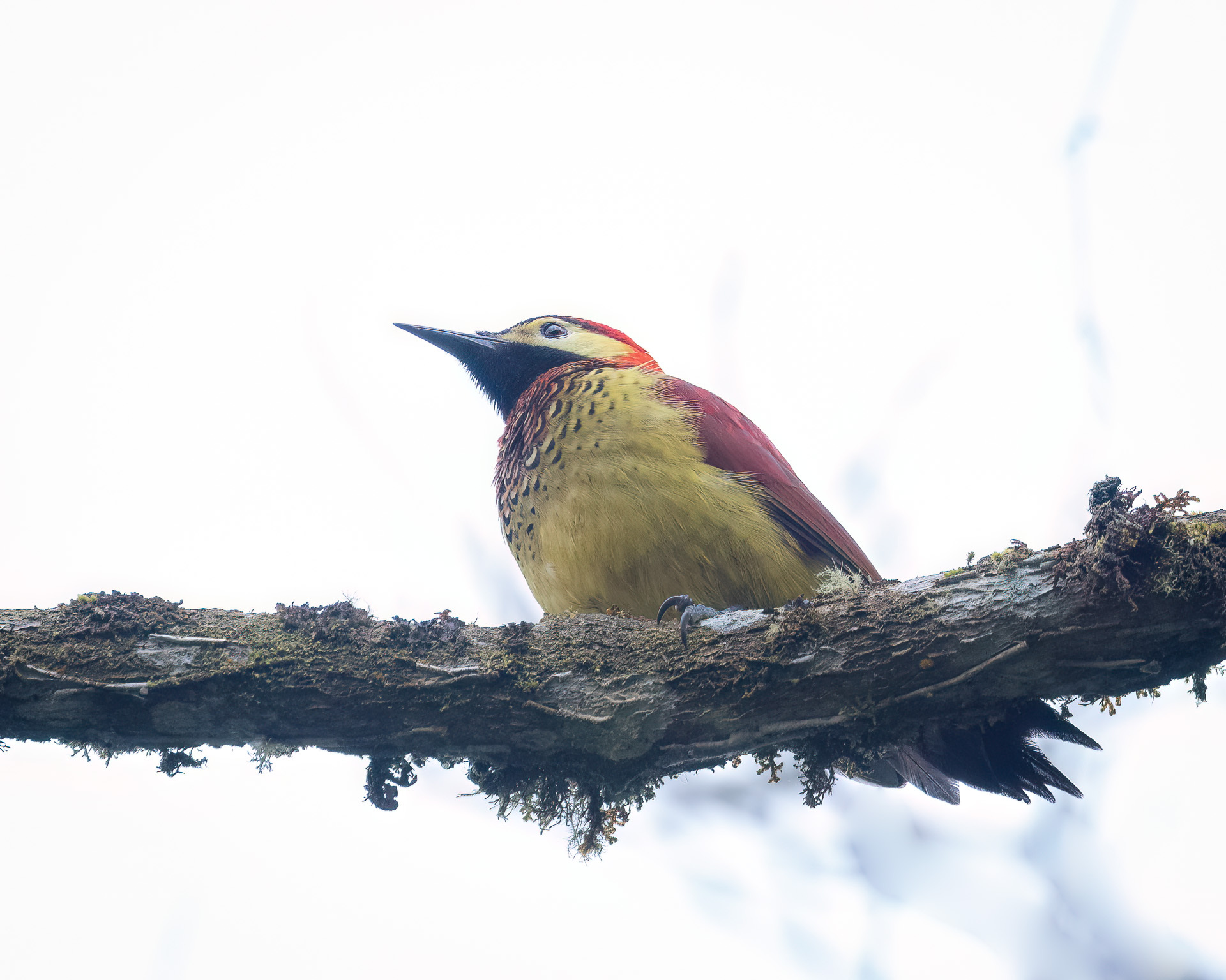 Crimson-mantled Woodpecker (Colaptes rivolii), photo 10