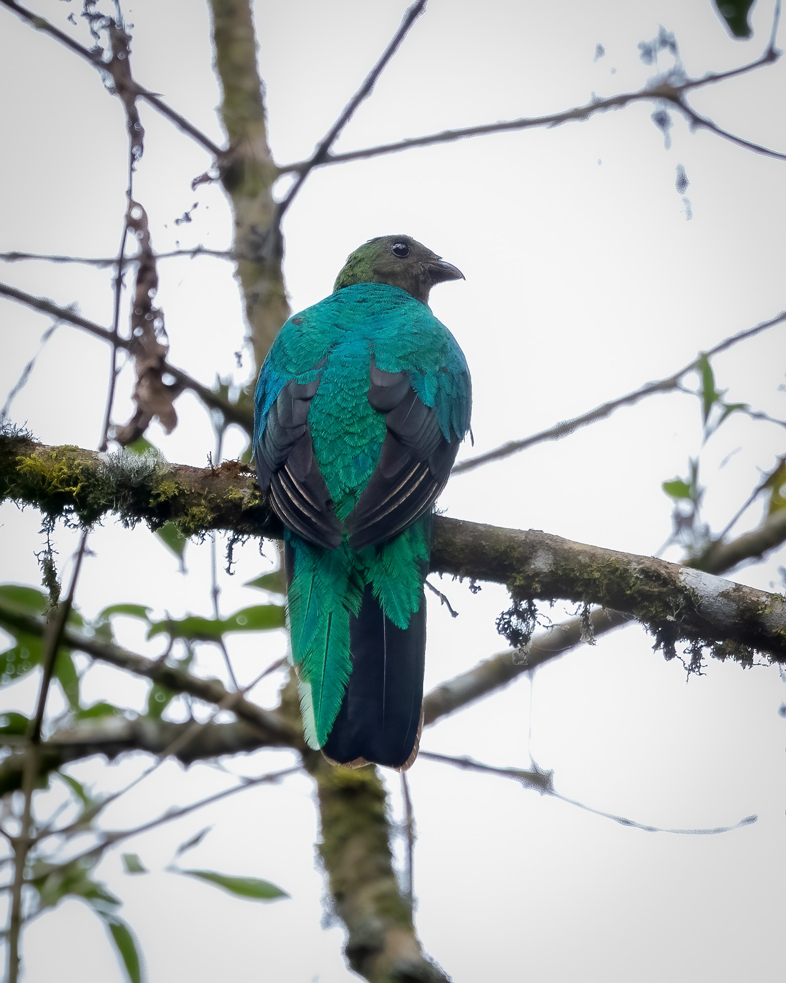 Golden-headed Quetzal (Pharomachrus auriceps), photo 5