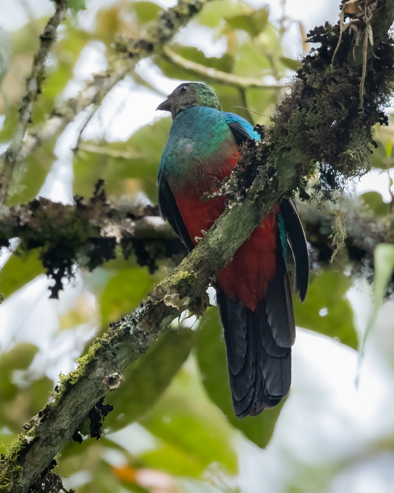 Golden-headed Quetzal (Pharomachrus auriceps), photo 6