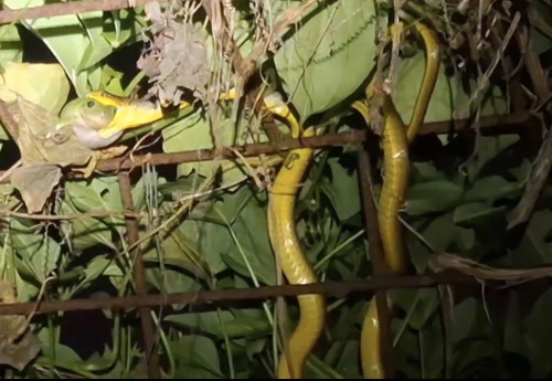 Common Tree Snake sighting