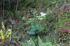 Hylotelephium caucasicum