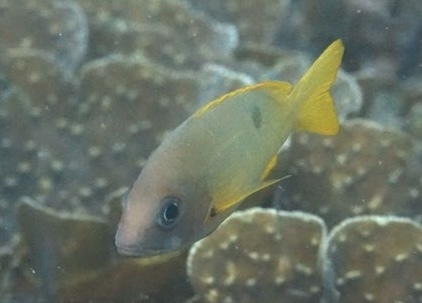 Lutjanus boutton observed 2024-03-28