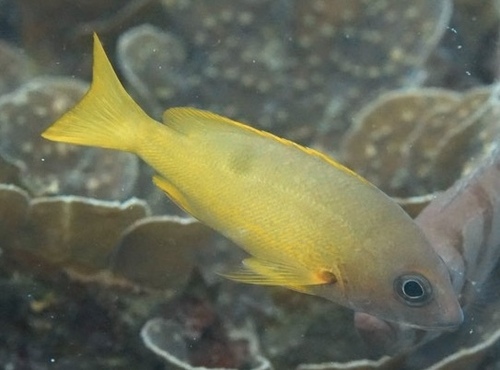 Button snapper (Lutjanus boutton) — Lutjanidae — 5