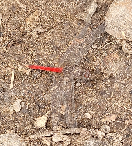 Red Rockdweller