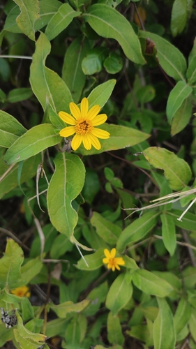 Image of Wedelia calycina by no rights reserved