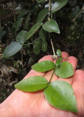 Carissa bispinosa