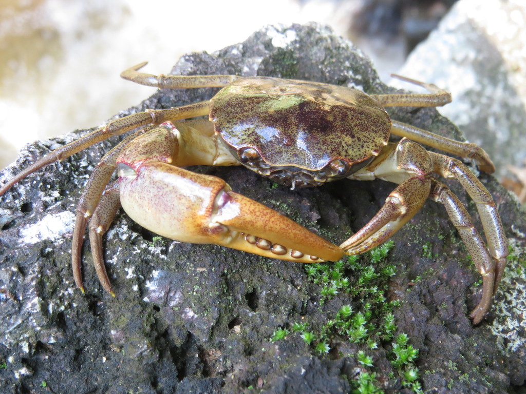 Trichodactylus petropolitanus