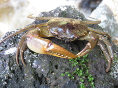 Trichodactylus petropolitanus