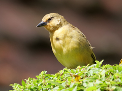 Ploceus castanops
