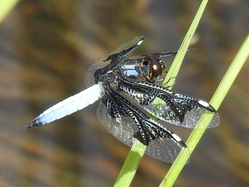 Portia Widow