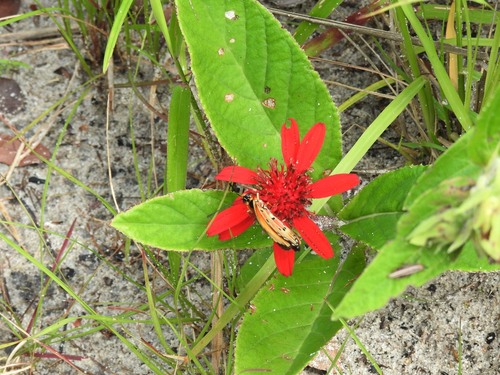 Erythrocephalum longifolium