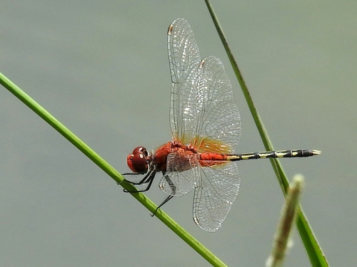 Barbet Percher