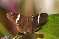 Autochton bipunctatus