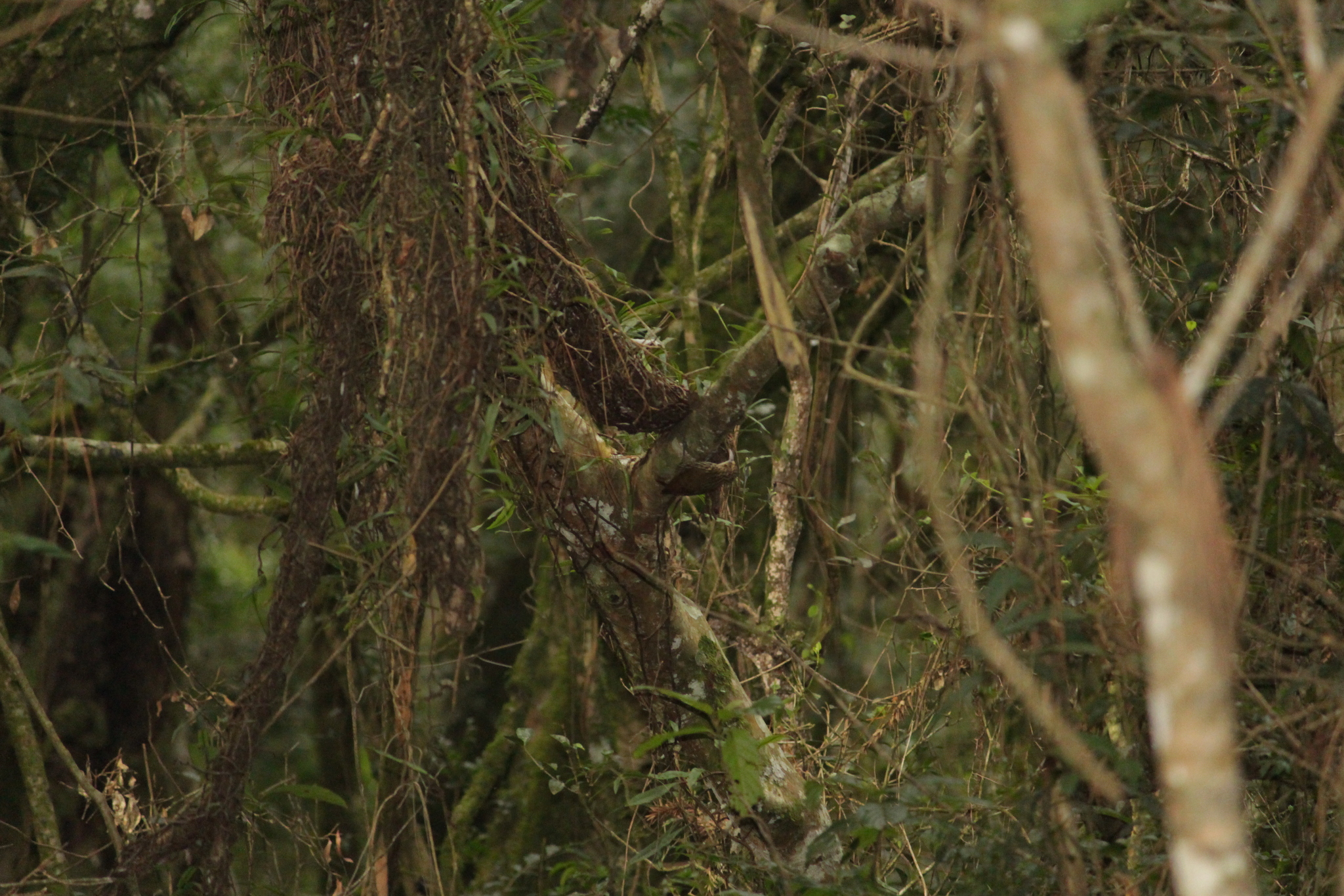 Scalloped Woodcreeper (Lepidocolaptes falcinellus), photo 2