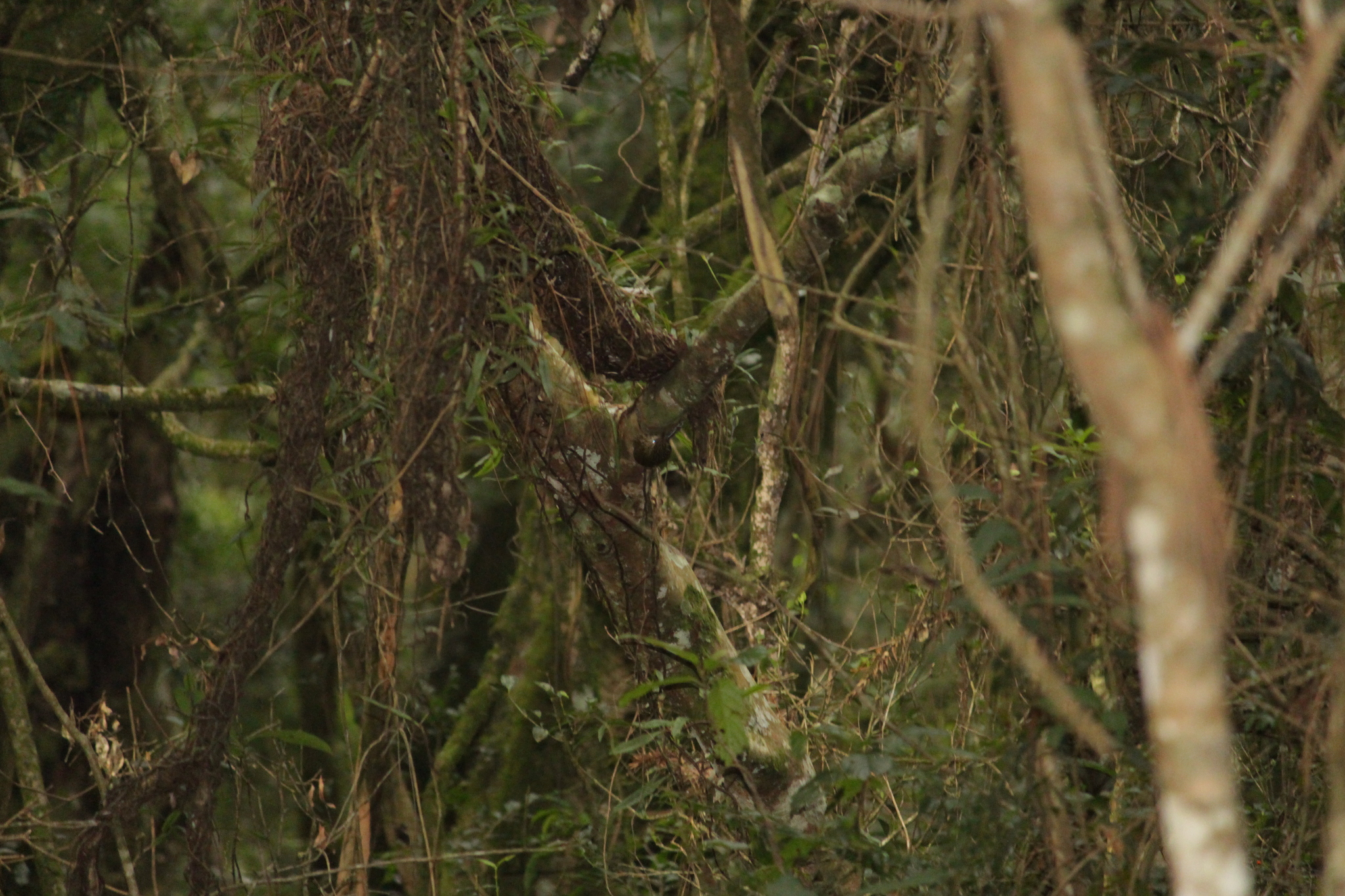 Scalloped Woodcreeper (Lepidocolaptes falcinellus), photo 3
