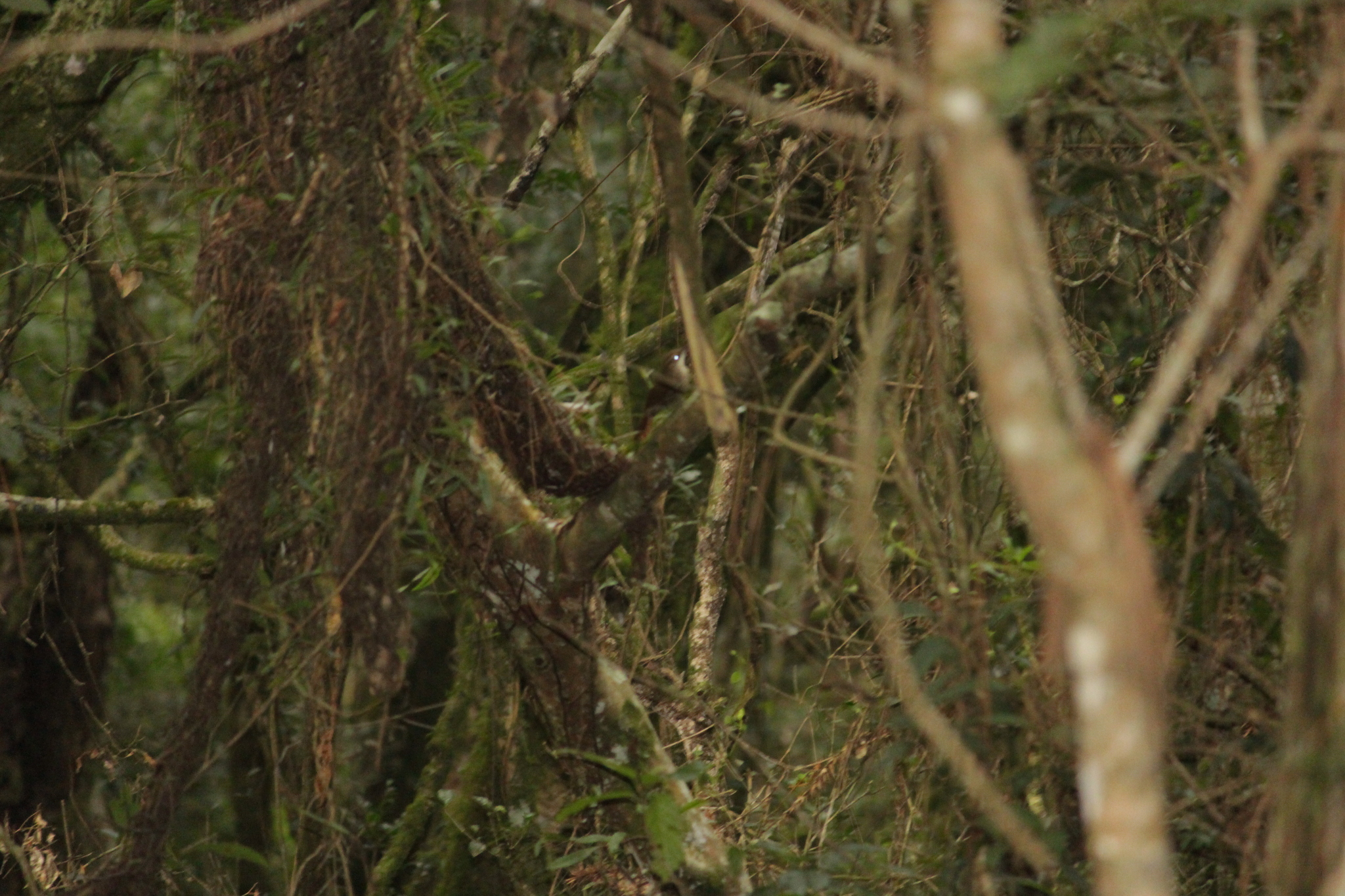 Scalloped Woodcreeper (Lepidocolaptes falcinellus), photo 6