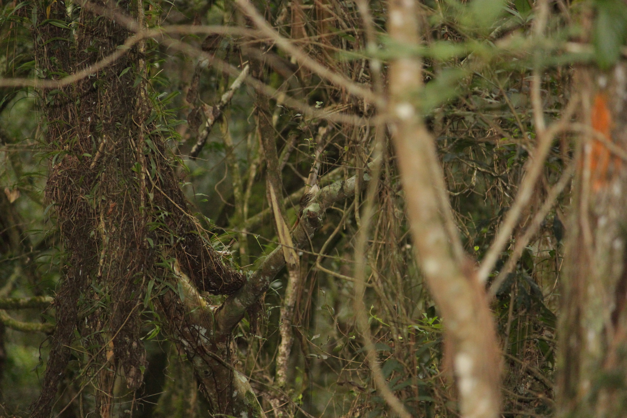 Scalloped Woodcreeper (Lepidocolaptes falcinellus), photo 7