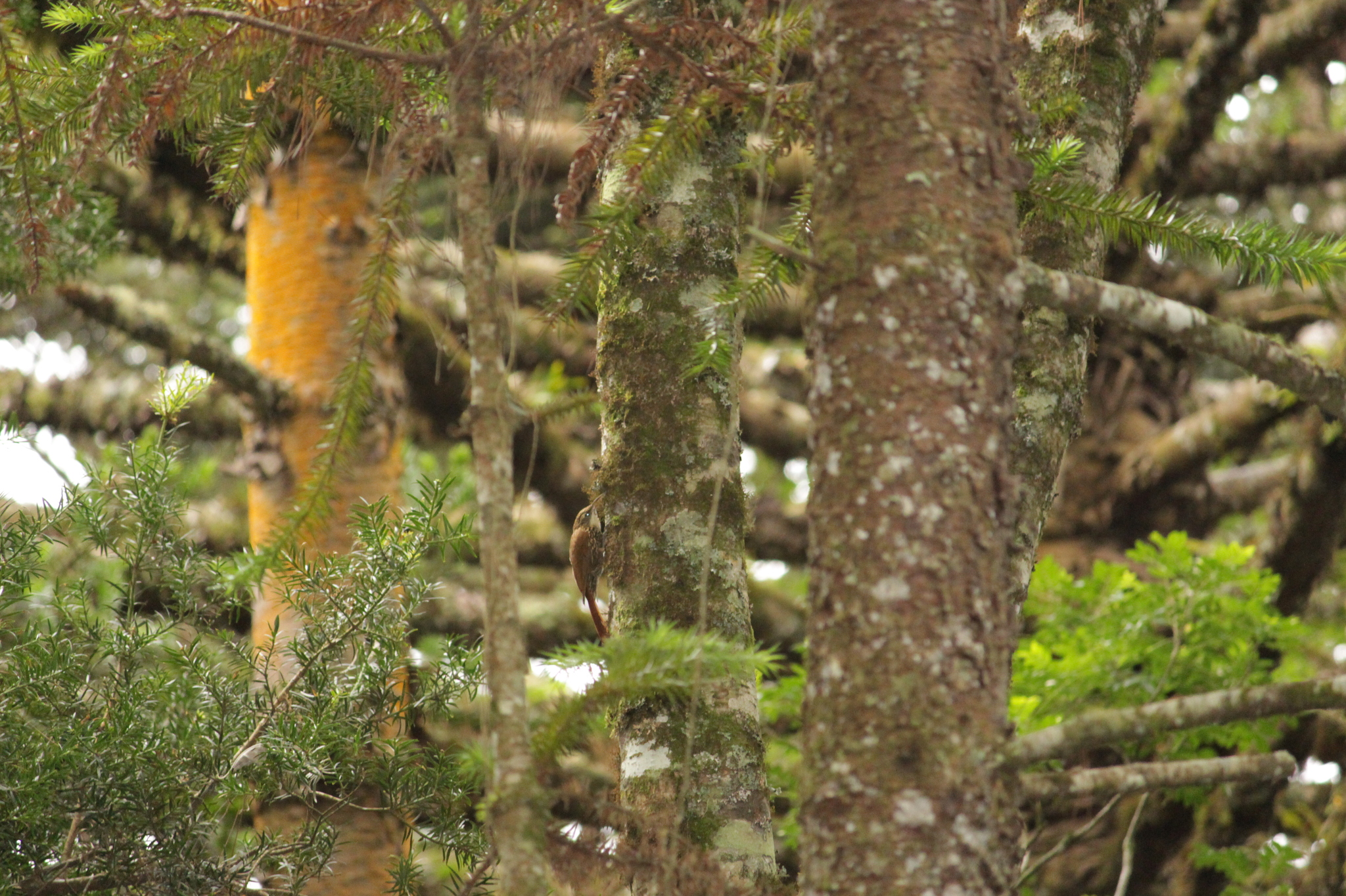 Scalloped Woodcreeper (Lepidocolaptes falcinellus), photo 8
