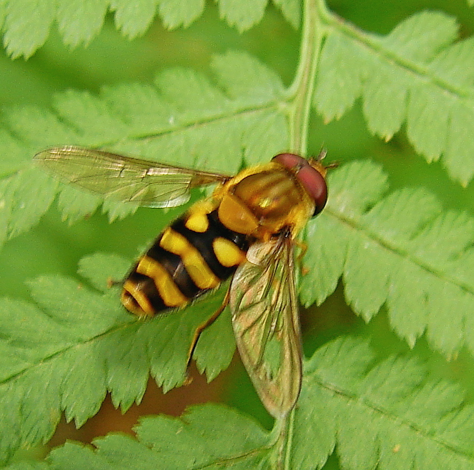 Eastern Flower Fly from Staten Island, NY, USA on July 20, 2013 at 11: ...