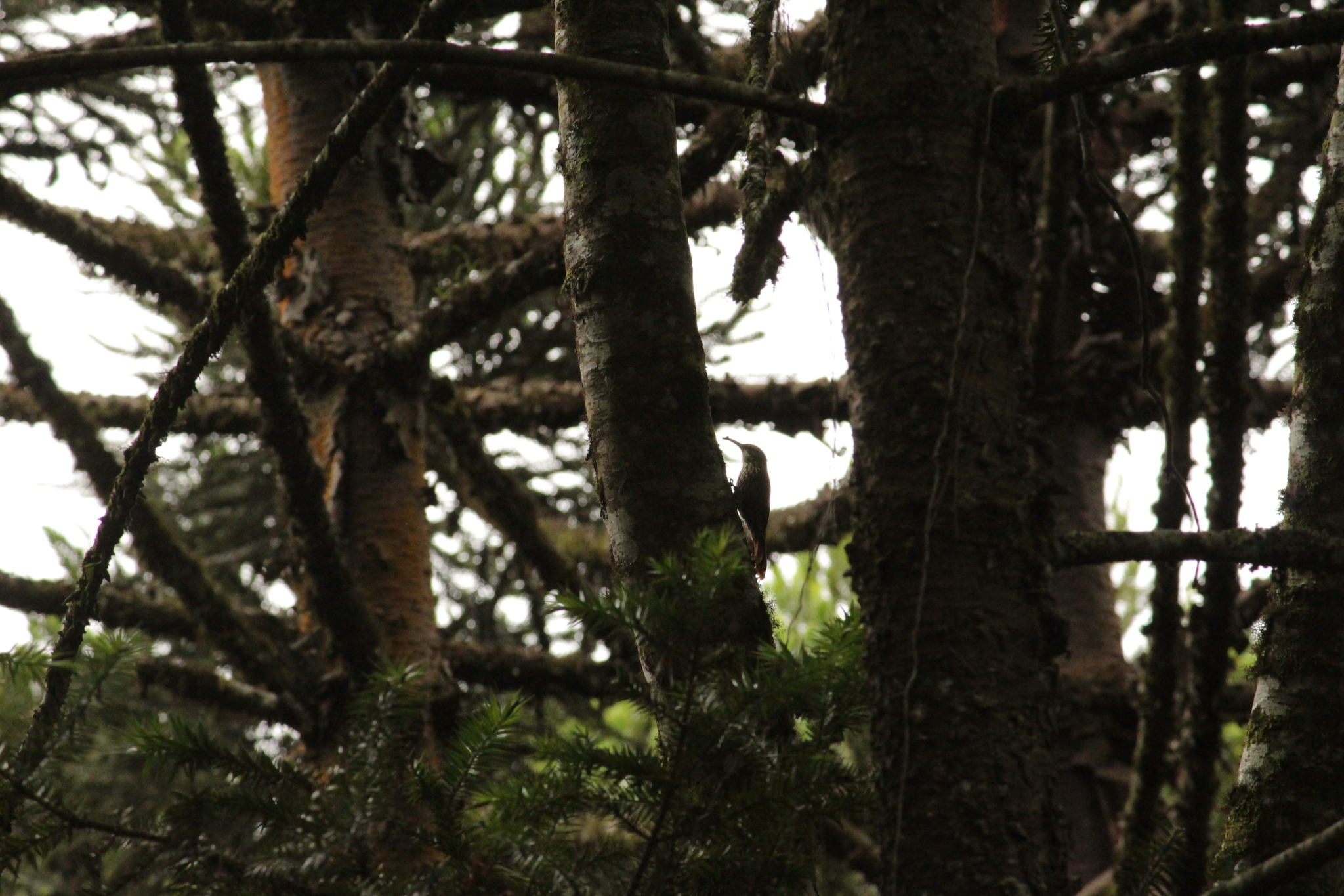 Scalloped Woodcreeper (Lepidocolaptes falcinellus), photo 9
