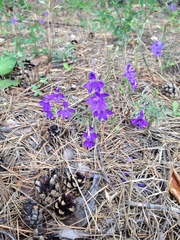 Delphinium consolida